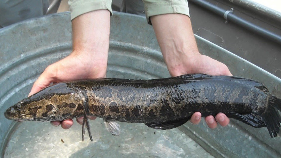 Maryland to rebrand snakehead to 'Chesapeake Channa' to encourage people to eat the fish