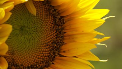 Popular Lawrence sunflower field nearing full bloom