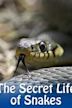 The Secret Life of Snakes