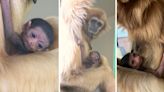 Special arrival at Philadelphia Zoo: Baby white-handed gibbon, endangered ape native to Southeast Asia, born this month