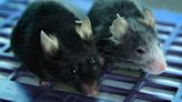 La sangre de ratones jóvenes extiende la vida de los más viejos: qué quiere decir eso para los humanos