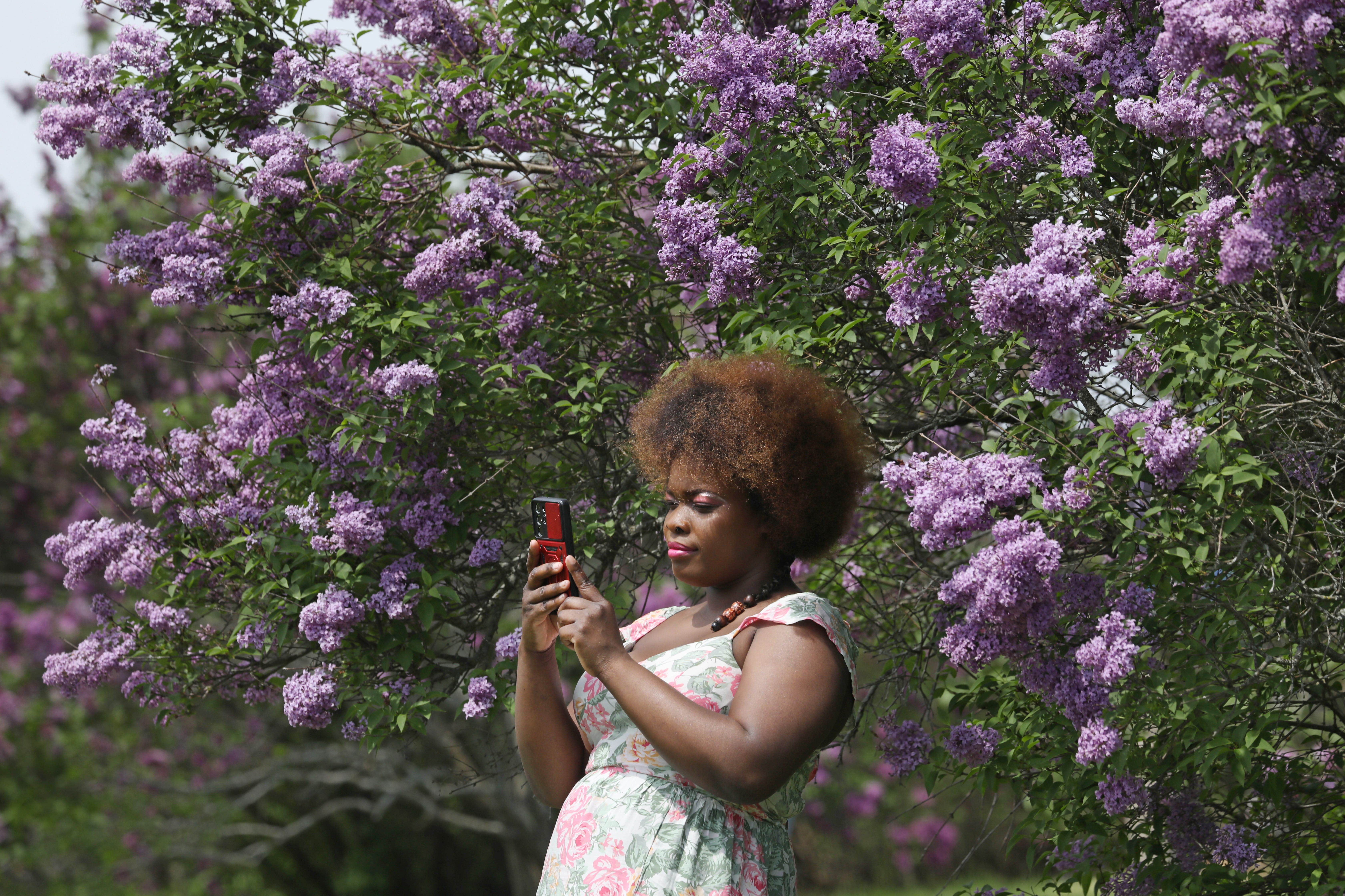 Lilac Festival 2024: Parking, music and what's new this year