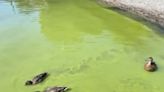 Sewage: Why toxic algae on Lake Windermere is only the start of what’s to come