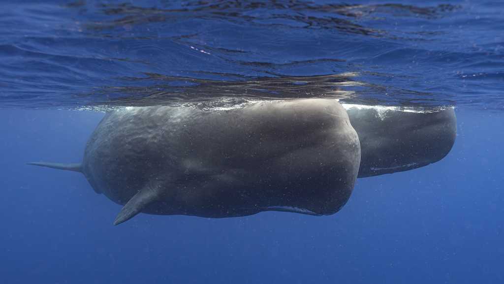 Scientists are learning the basic building blocks of sperm whale language after years of effort