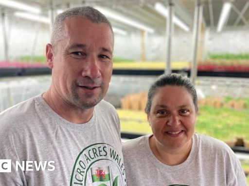 Agriculture: The Welsh vertical farmers growing food in garages