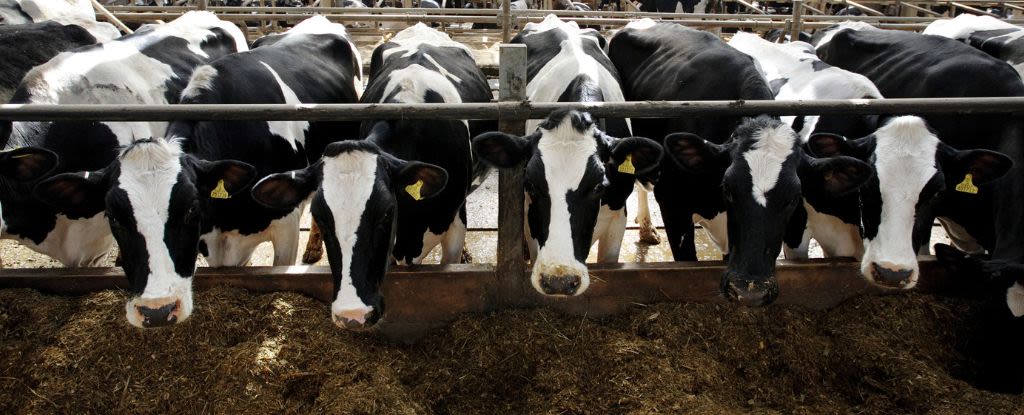 New Bird Flu Discovery Suggests Cows Are a Threat For Future Pandemics