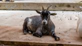 Pygmy Goat Hilariously 'Plays Dead' To Get Out of Walk with Mom