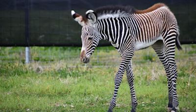 Meet Roxie, a Zebra foal born at the Saint Louis Zoo's WildCare Park