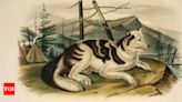 10 extinct dog breeds you didn’t know ever existed | - Times of India