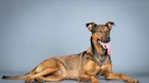 Shepherd Mix Puppy Adopted and Returned at Just 7 Months Old Just Wants to Be Loved