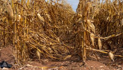 CROP & WEATHER REPORT: Hurricane Beryl winds damage some crops, others benefit from rain