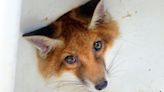 Moment curious fox with head stuck in sink hole is freed