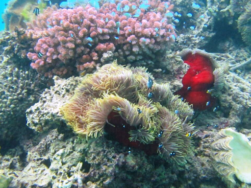 Mauritius | Snorkelling with wily seahorses