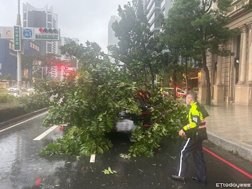 快訊／高雄狂風暴雨！好市多旁巨樹倒塌砸毀BMW 駕駛嚇壞逃生