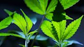 US proposes reclassifying marijuana as less dangerous drug