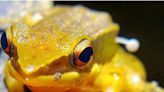 A frog was found with mushroom sprouting from its side, leaving scientists baffled