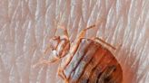 Potentially record summer travel + low housekeeping staff = bed bug nightmares