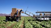 Climate change could push produce prices higher, slowing the fight for food justice