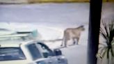 Pánico en Villa Gesell: qué se sabe del paradero de los dos pumas y por qué llegan estos animales a la costa