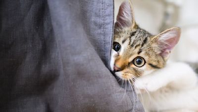 Warum Katzen an Möbeln kratzen - und was dagegen hilft