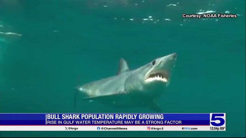 Bull shark population increasing, rising temperature in the Gulf of Mexico may be a factor