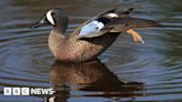 North American ducks try to breed near Driffield