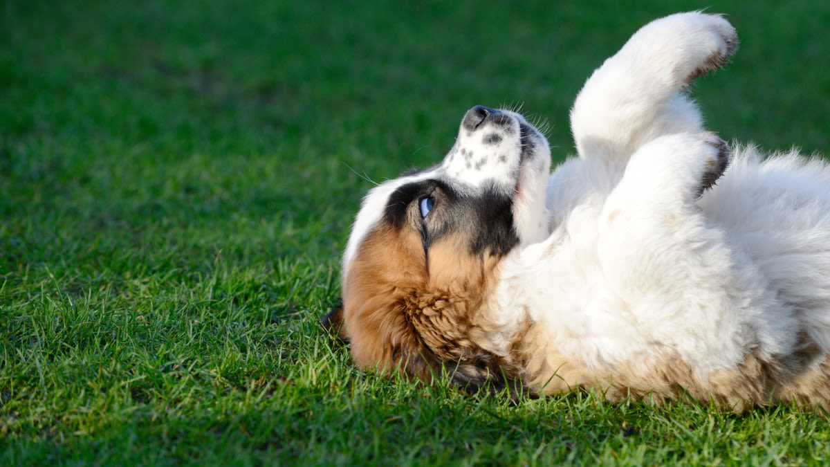 Kate Beckinsale's New Fitness Trainer Is the Most Adorable St. Bernard