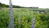 Bird populations boosted when 10% of farmland devoted to nature measures – study