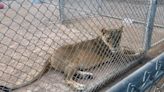 Fundraising letter sent to residents claims lions at Henderson ranch may be euthanized if donation needs aren’t met