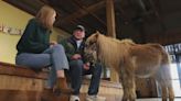 Meet Little Silver Charm: Small horse with a big personality spreads joy at Kentucky farm