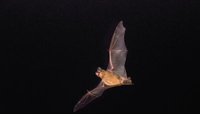 White-nose syndrome suspected in Lincoln National Forest cave