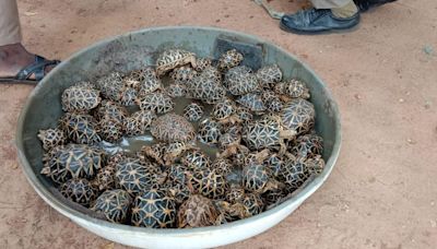 97 star tortoises rescued from abandoned travel bag in Pudukottai