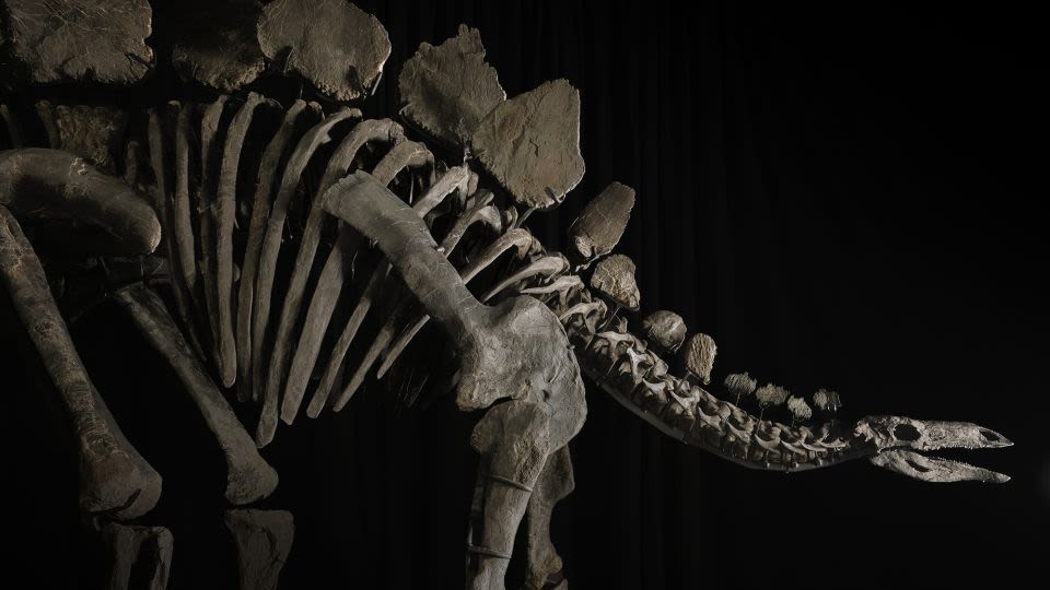 ‘Virtually complete’ Stegosaurus fossil goes on sale - but not everyone is happy