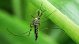 Houston ranked among most mosquito-infested cities nationally