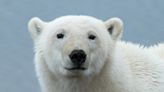 New hope as some polar bears move from sea ice to glacier ice