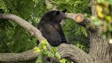 Black bear spotted in Arlington days after D.C. appearance