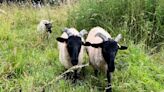 Sheep introduced to Castle Mound for eco-friendly land management