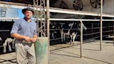 Fue un campo conocido por un famoso queso y hoy allí un noruego produce 32.000 litros de leche por día