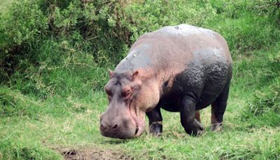 Hippos can launch themselves airborne for split seconds at a time, surprising scientists