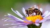 Las protectoras del ecosistema: conoce la importancia de las abejas en su día