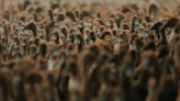 Race Across the World viewers can't believe duck herding is an actual job