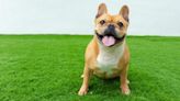 French Bulldog: Fun Facts