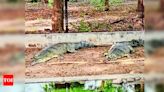 Endangered gharial missing from Vadodara zoo, possibly in Vishwamitri river | Vadodara News - Times of India