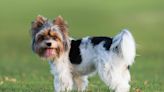 Biewer Terrier: Dog Breed Characteristics & Care