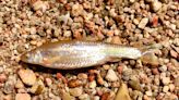 This tiny native fish is disappearing; Kansas wildlife officials are working to save it