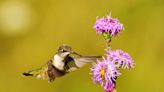 Spring is hummingbird migration season: Interactive map shows where they will be