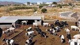 Greece to bring in Egyptian farm workers amid labour shortage