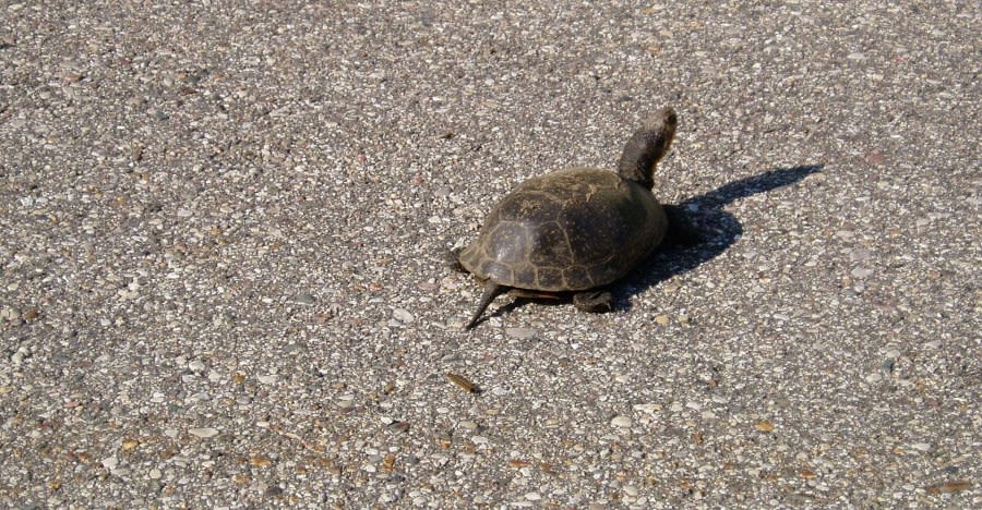 DEC: ‘Give turtles a brake’ and help them cross the road