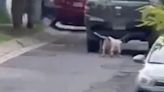 Maltrato animal: Perro es arrastrado por camioneta de su dueño en Tlajomulco