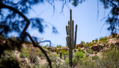 These iconic Arizona cactuses are in bloom. Here's how to see the rare blossoms